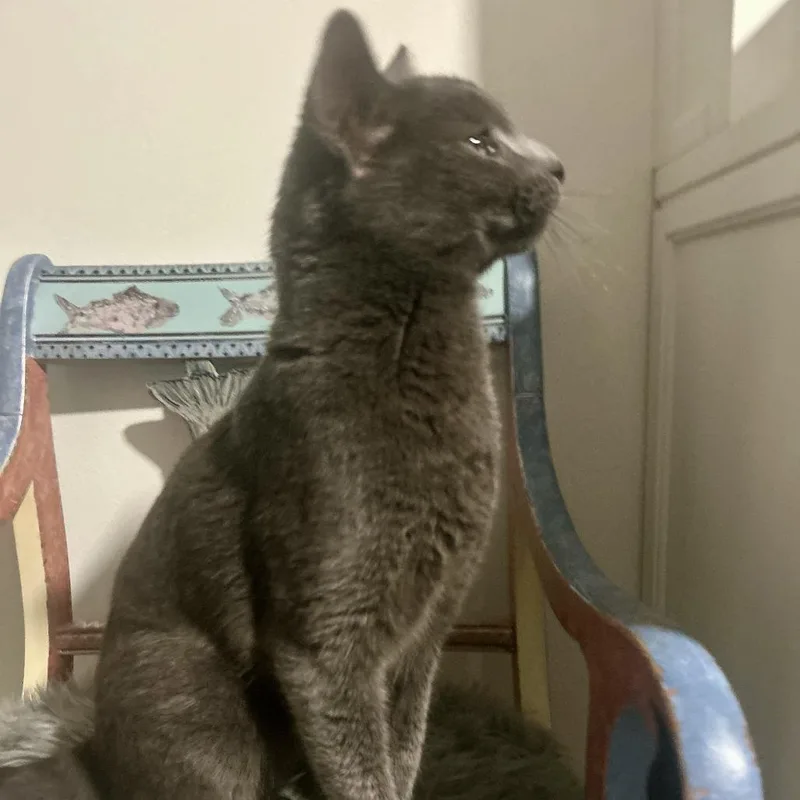 Sterling thumbnail 2