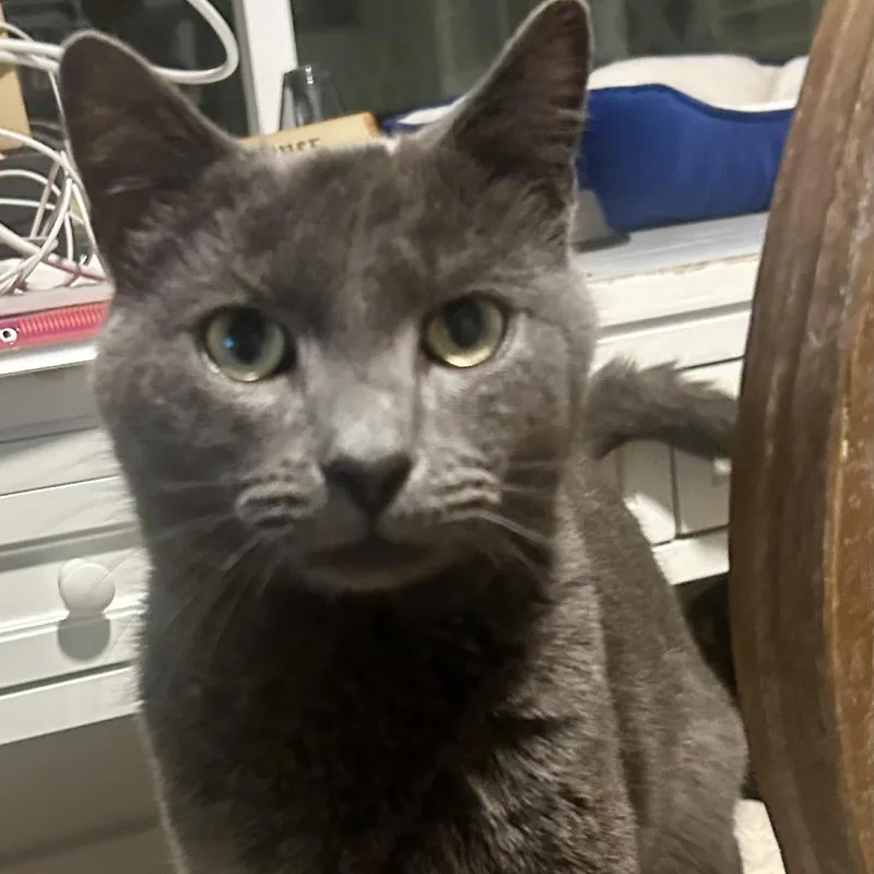 Sterling thumbnail 3