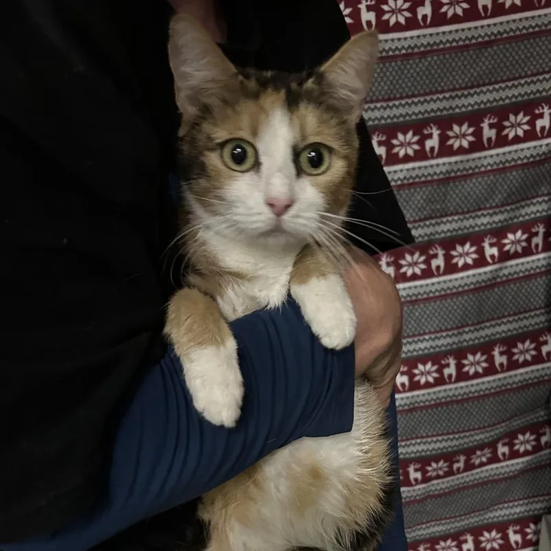 An adult small-sized female Calico Domestic Short Hair cat named Michigan for adoption in Hemet, CA