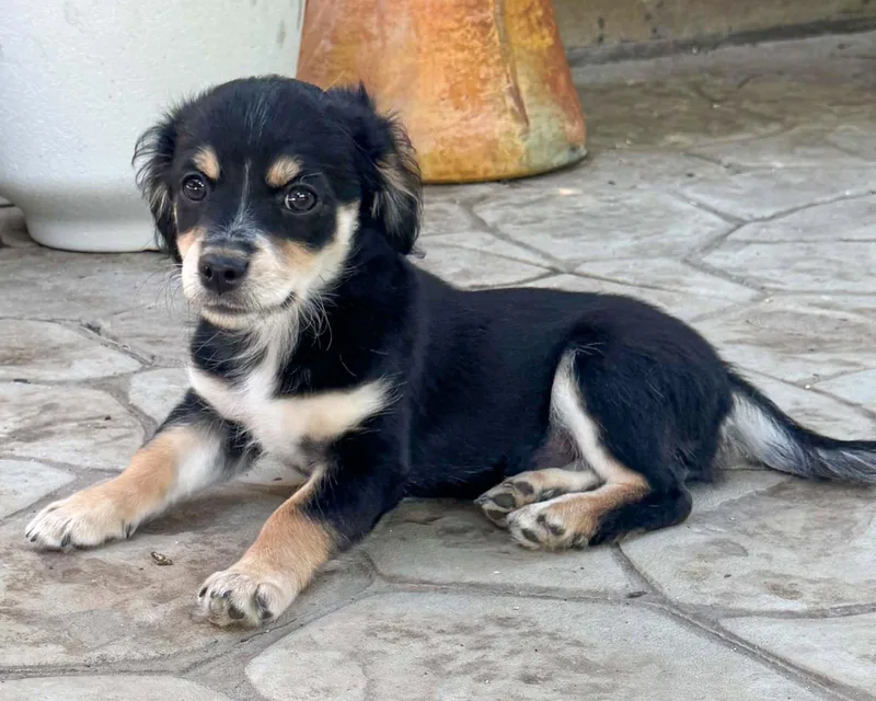 A baby small-sized female Chihuahua dog named Mannuela for adoption in Corona, CA