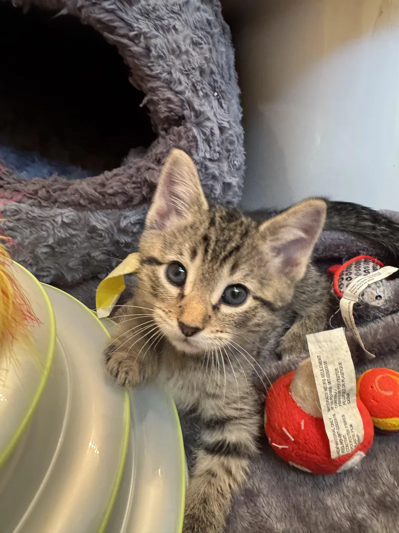 A baby medium-sized male Tabby (Brown / Chocolate) Tabby cat named Ollie for adoption in Sunrise, FL