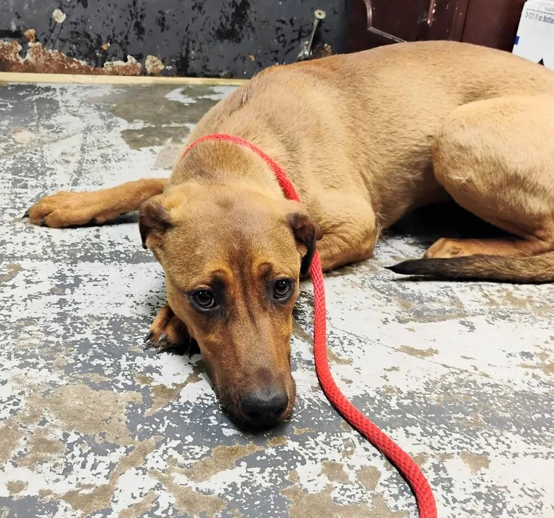 A young medium-sized female Red / Chestnut / Orange Labrador Retriever dog named Pepper for adoption in New Lexington, OH