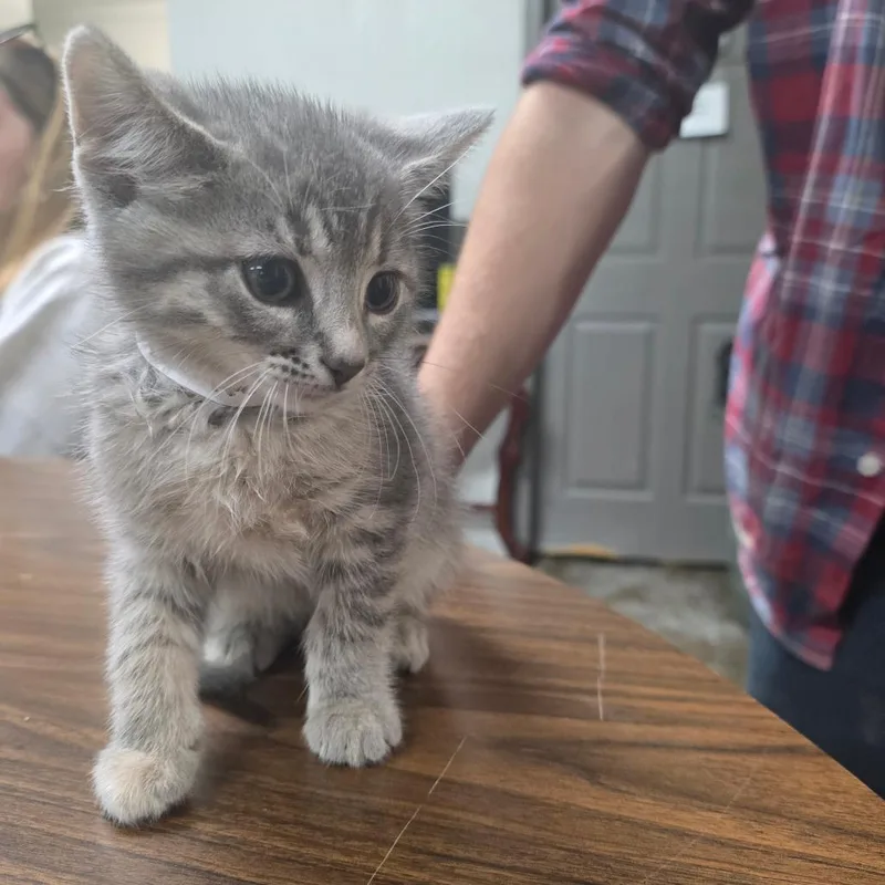 A baby small-sized female Gray / Blue / Silver Domestic Short Hair cat named Buttercup for adoption in Clanton, AL