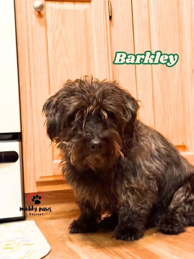 Barkley thumbnail 3