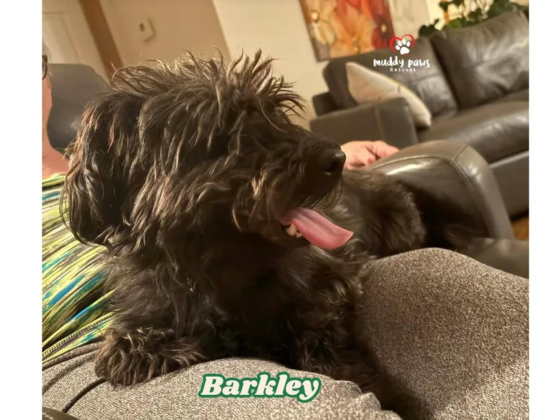 Barkley thumbnail 4