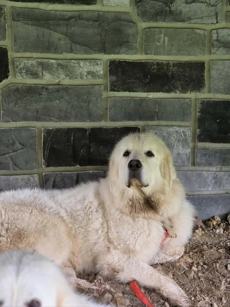 Rhea thumbnail 3