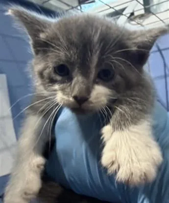 A baby small-sized female Domestic Short Hair cat named Evangeline for adoption in San Bernardino, CA