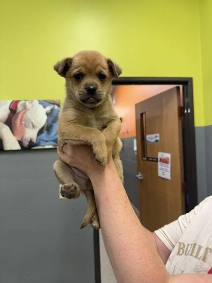 A baby small-sized male Terrier dog named Wesley for adoption in Shawano, WI