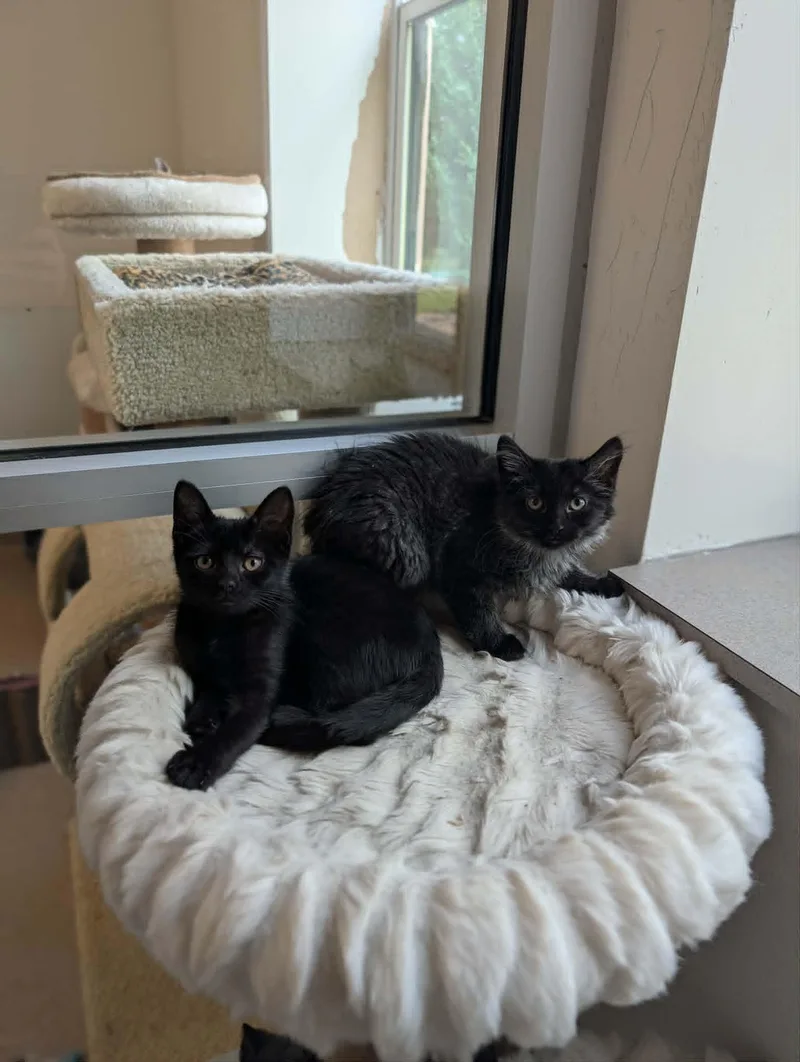 A baby medium-sized female Black Domestic Short Hair cat named Pudding for adoption in Chambersburg, PA
