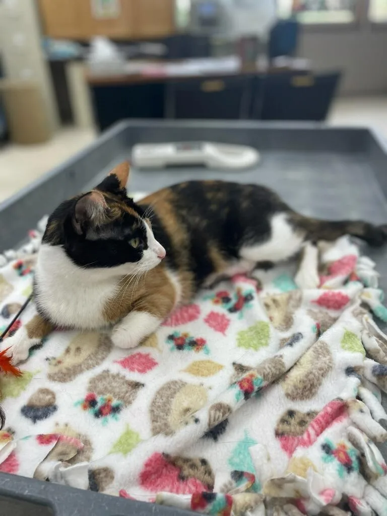 A young medium-sized female Domestic Short Hair cat named Rosalyn for adoption in Neillsville, WI
