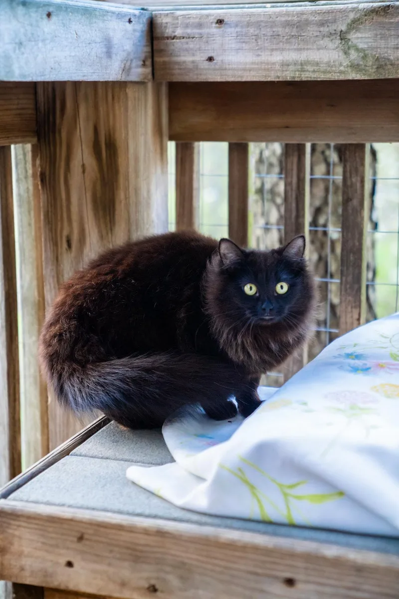 A young medium-sized female Black Domestic Long Hair cat named Kourtney Katdashian for adoption in Dellslow, WV