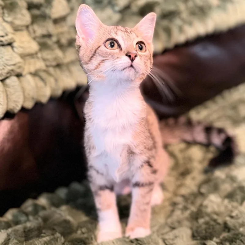 Tiger Baby thumbnail 2