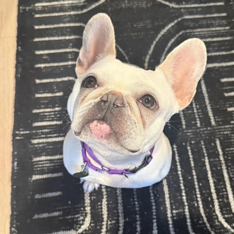 Lola