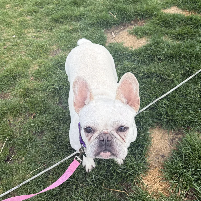 Lola thumbnail 2