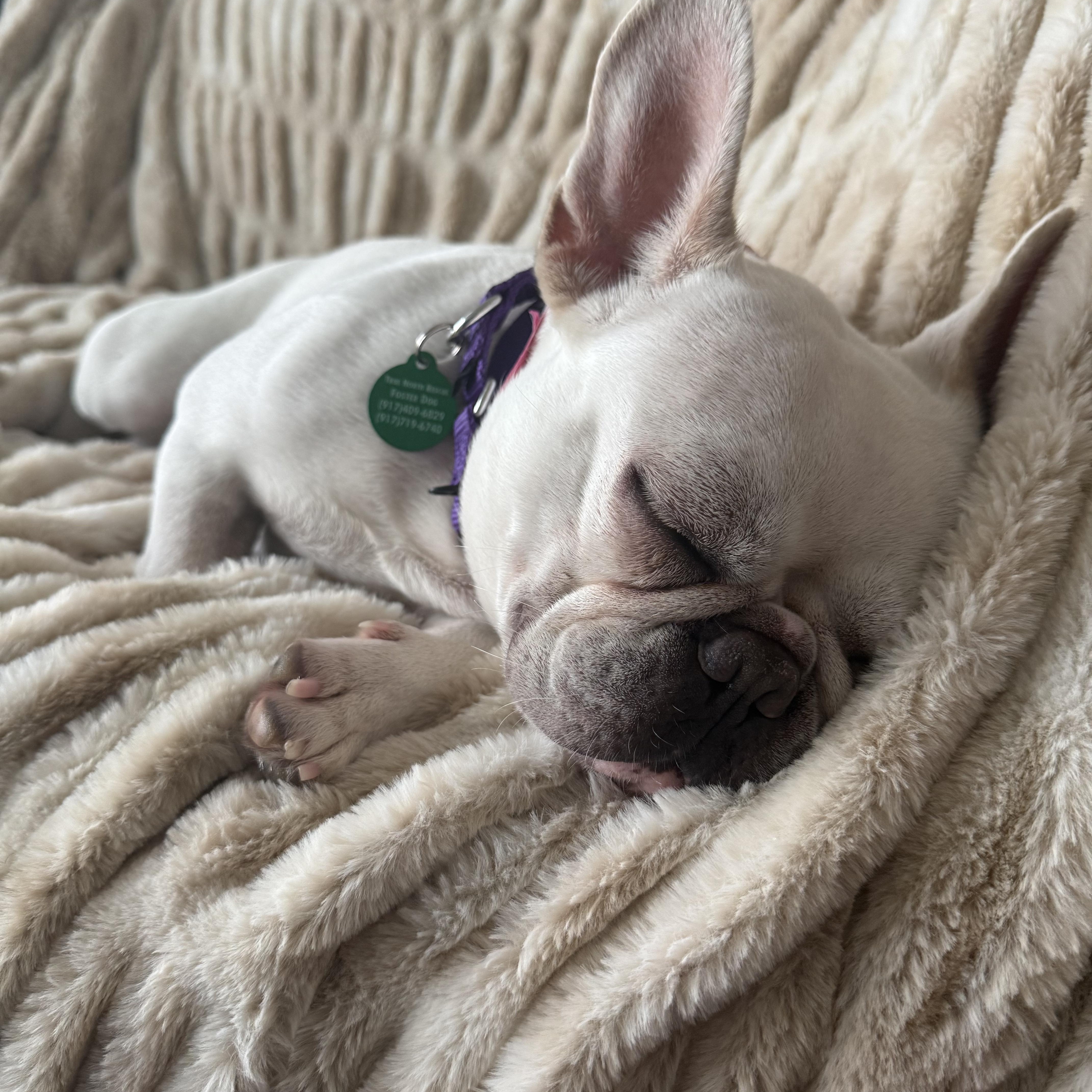 Lola thumbnail 3