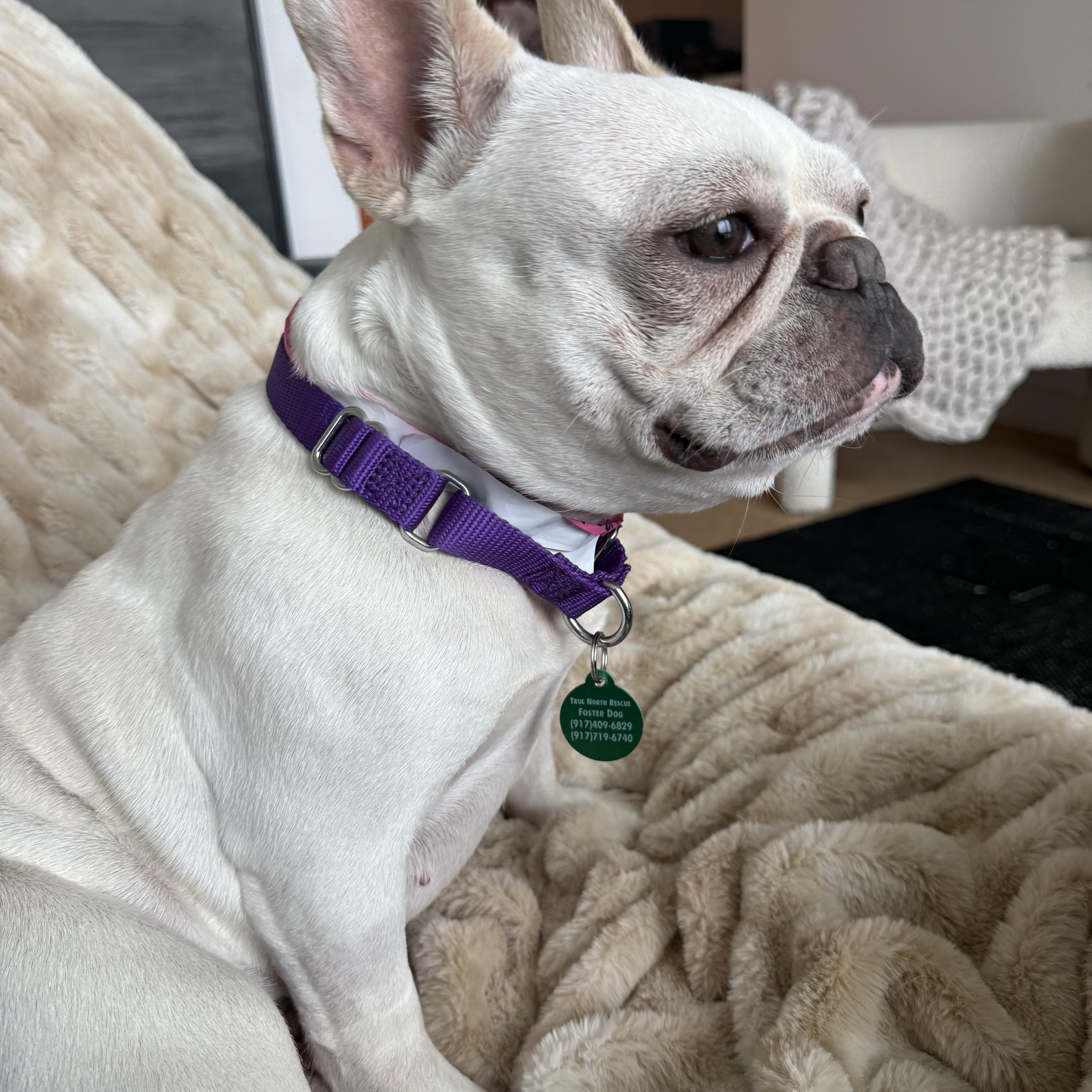Lola thumbnail 4