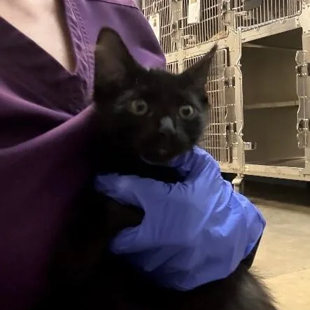 A baby medium-sized male Black Domestic Short Hair cat named Strudel for adoption in Saint Charles, MO