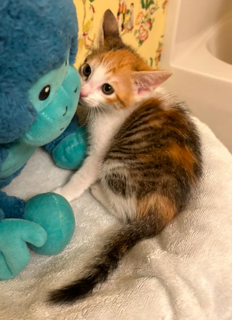 A baby small-sized female Calico cat named Mandi C Ingram for adoption in Saunderstown, RI