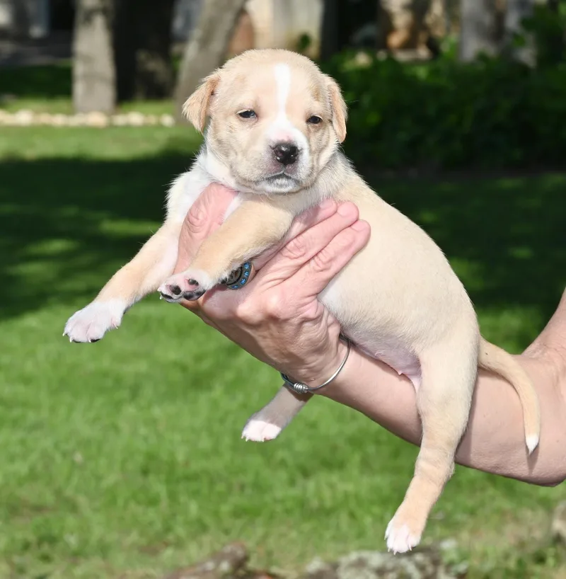 A baby medium-sized female Apricot / Beige Shepherd dog named Hilda for adoption in Georgetown, TX
