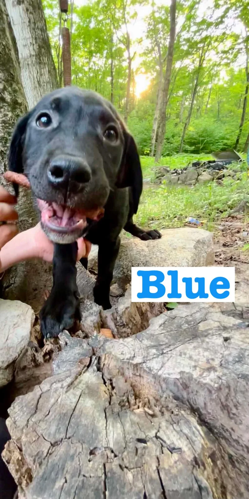 Blue thumbnail 3