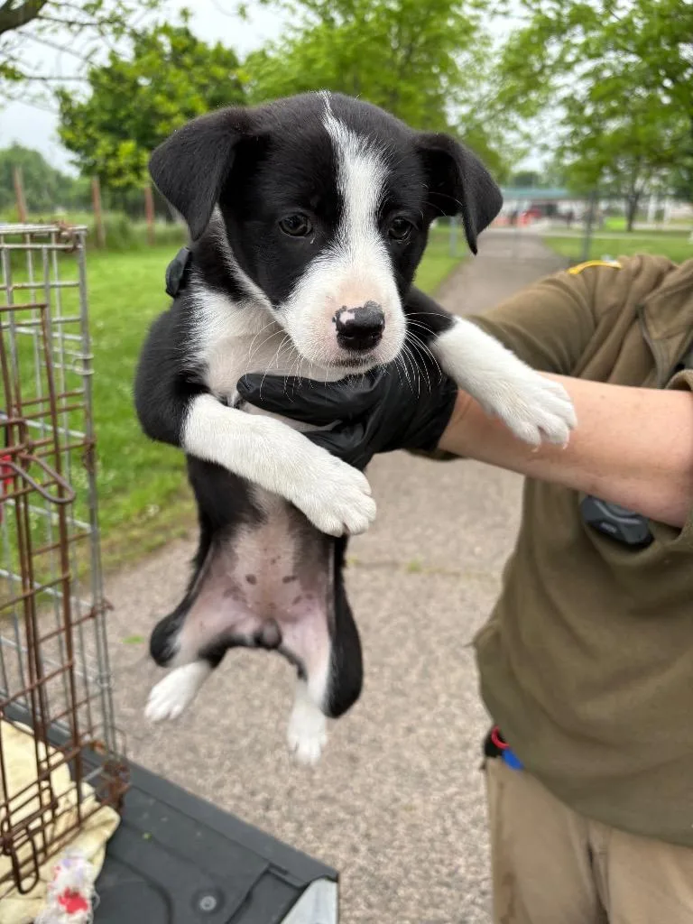 A baby medium-sized female Collie dog named Connie for adoption in Ada, OK