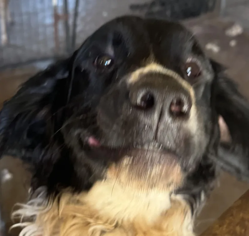 A young medium-sized male English Cocker Spaniel dog named Brewer for adoption in Glenwood City, WI