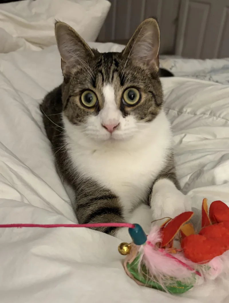 A young medium-sized male Tabby (Brown / Chocolate) Domestic Short Hair cat named Teo for adoption in Nashville, TN