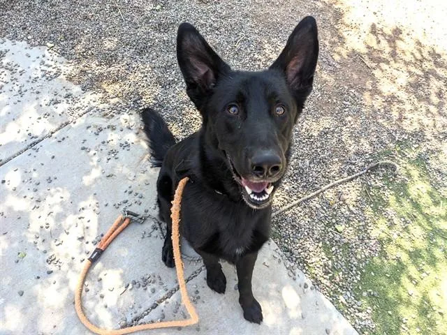 An adult large-sized male German Shepherd Dog dog named Floki for adoption in Phoenix, AZ