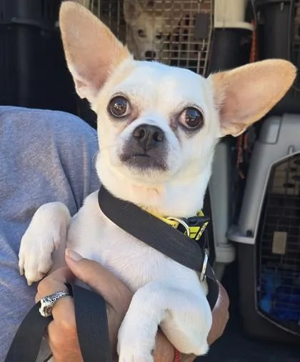An adult medium-sized male Yellow / Tan / Blond / Fawn Chihuahua dog named Peanut for adoption in Fernandina Beach, FL