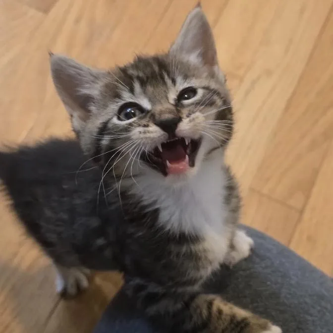 Cadbury