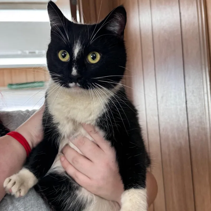 An adult medium-sized female Black Domestic Short Hair cat named Ellis for adoption in Enfield, NH
