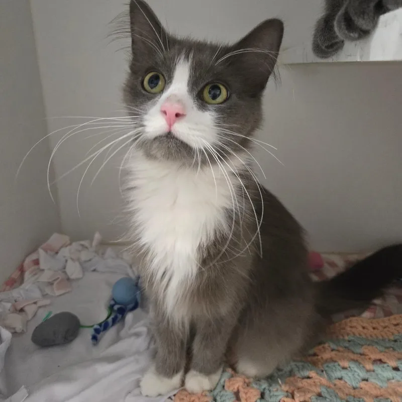 An adult medium-sized female Gray / Blue / Silver Domestic Short Hair cat named Magenta for adoption in Dearborn, MI