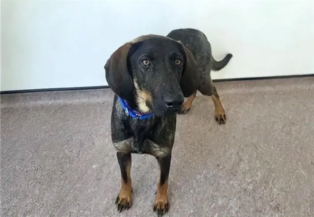 A young large-sized female Labrador Retriever dog named Brownie for adoption in Saint Louis, MO