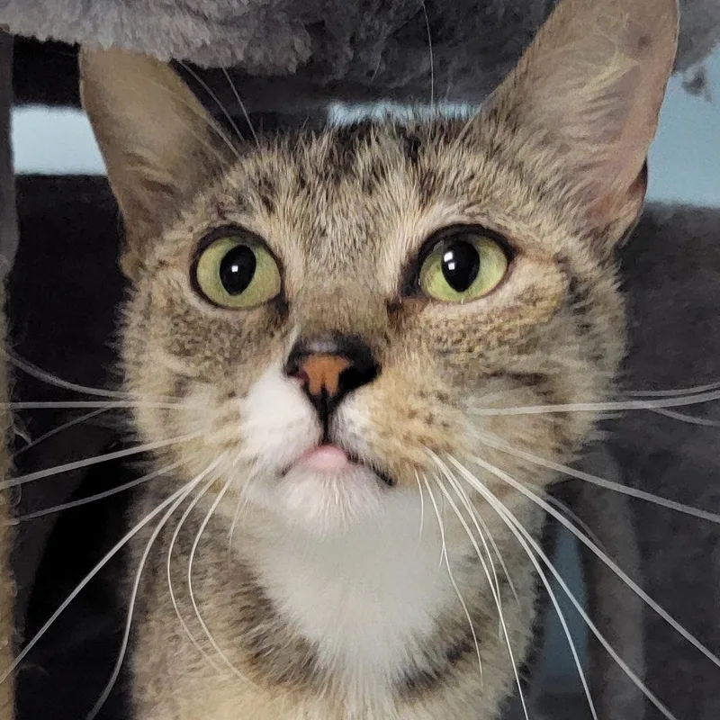 A young medium-sized female Tabby (Gray / Blue / Silver) Domestic Short Hair cat named Nugget for adoption in Camp Pendleton, CA
