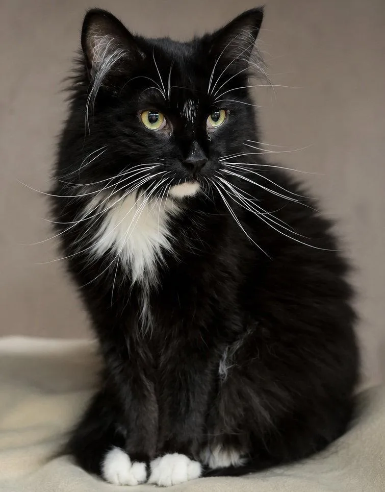 Artemis