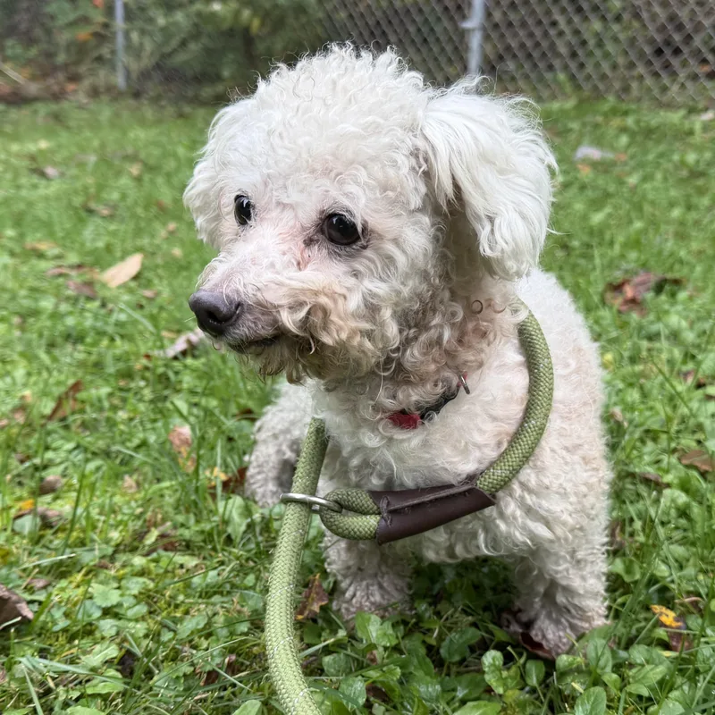 An adult small-sized female Bichon Frise dog named Ella for adoption in Latrobe, PA