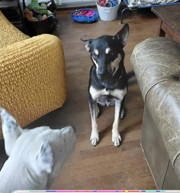 Prince : The Perfect thumbnail 2