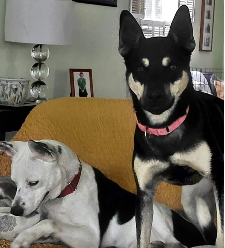 Prince : The Perfect thumbnail 3