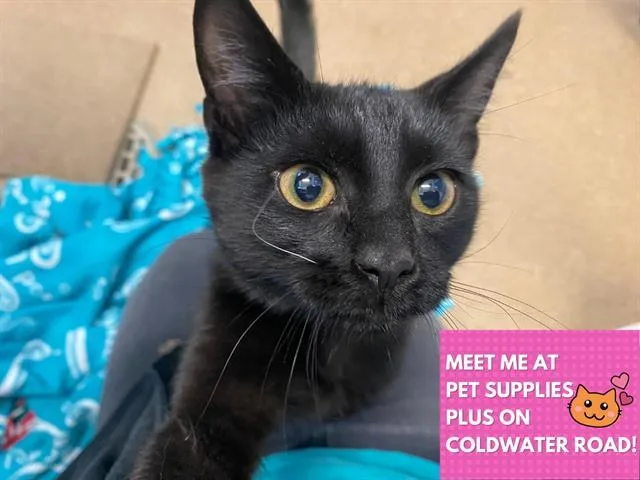 A baby small-sized male Domestic Short Hair cat named Smudge for adoption in Fort Wayne, IN