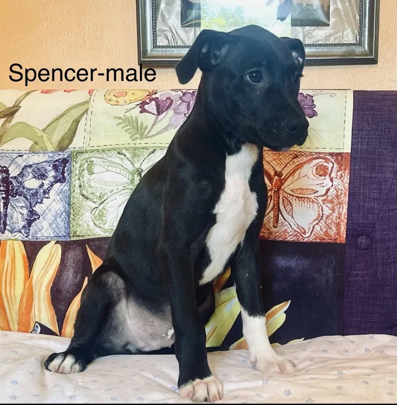 A baby large-sized male Labrador Retriever dog named Spencer Lonestar for adoption in Rockaway, NJ