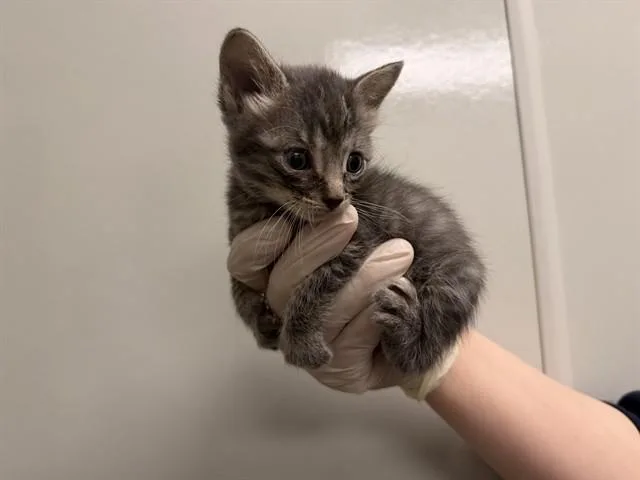 A baby small-sized male Domestic Short Hair cat named Vincent for adoption in Ontario, CA