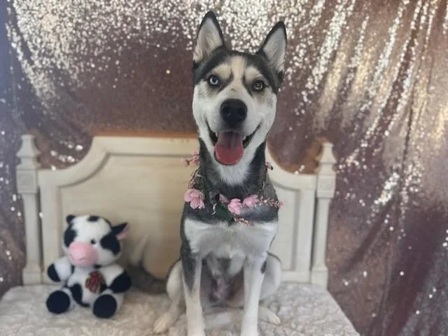 An adult large-sized female Siberian Husky dog named Freya for adoption in Fairfield, CA