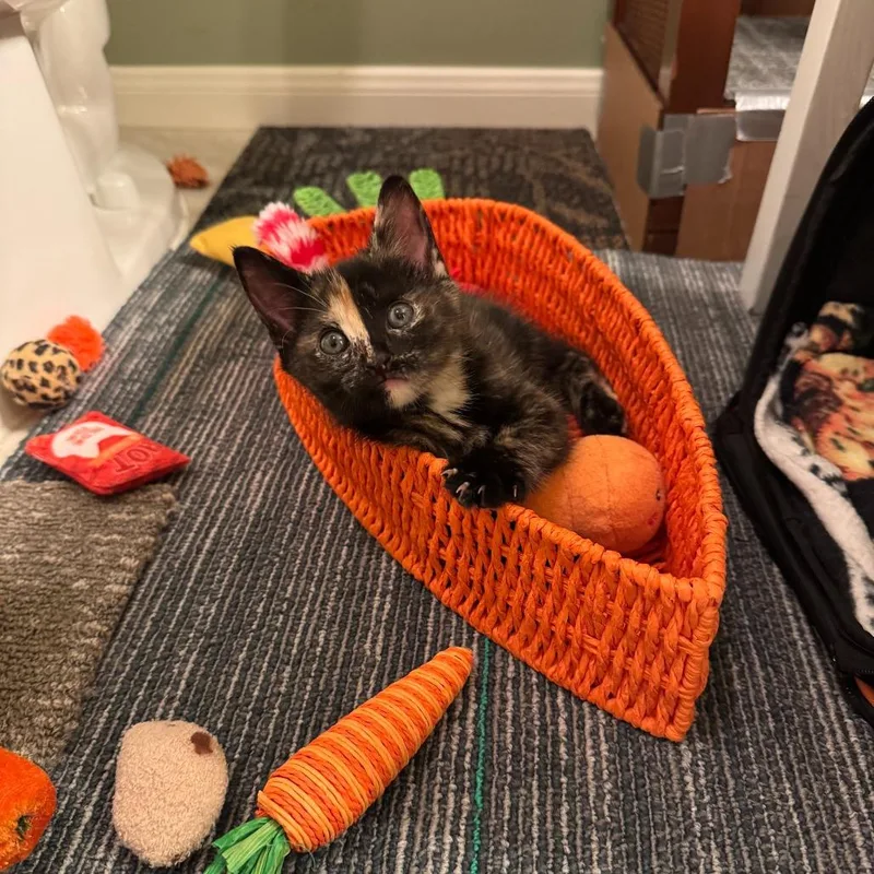 A baby small-sized female Tortoiseshell Domestic Short Hair cat named Libby for adoption in Houston, TX
