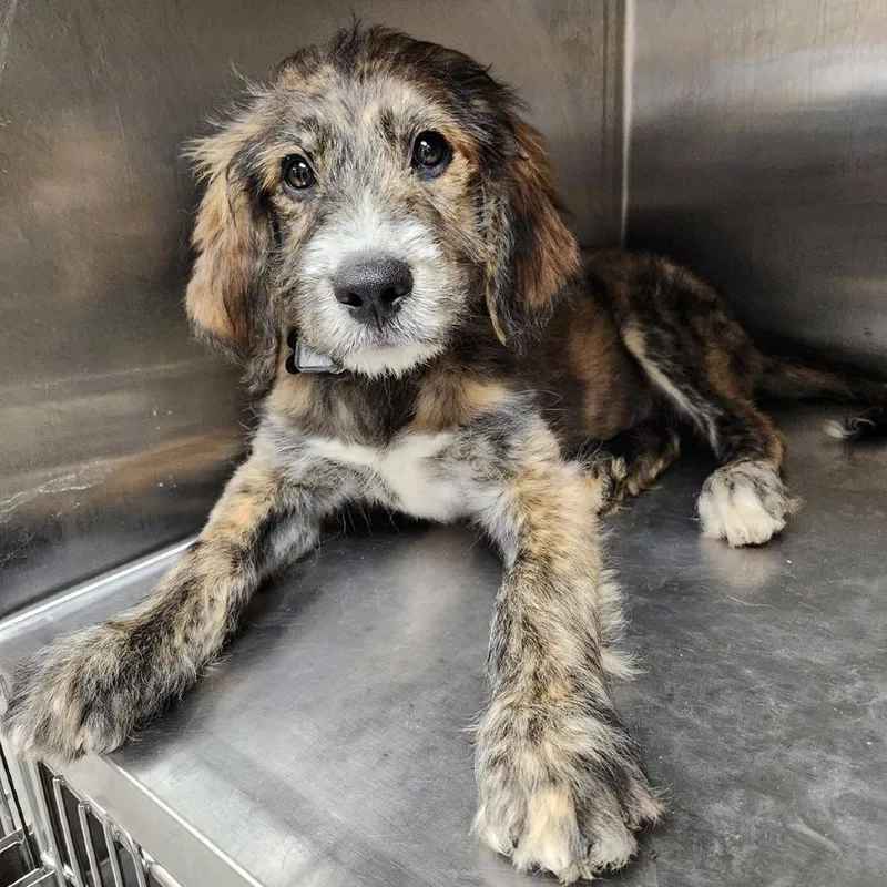 A baby small-sized male Brown / Chocolate Mixed Breed dog named Scooby Pup: Fred for adoption in Falls Church, VA