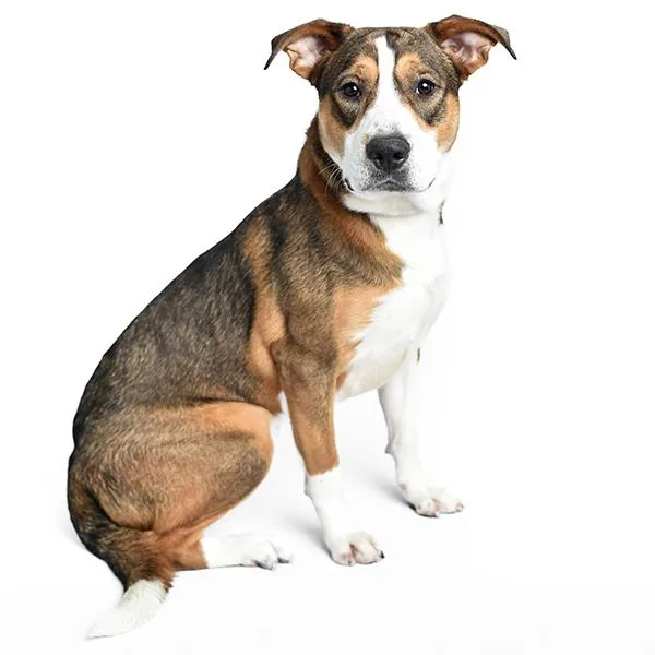 Benito