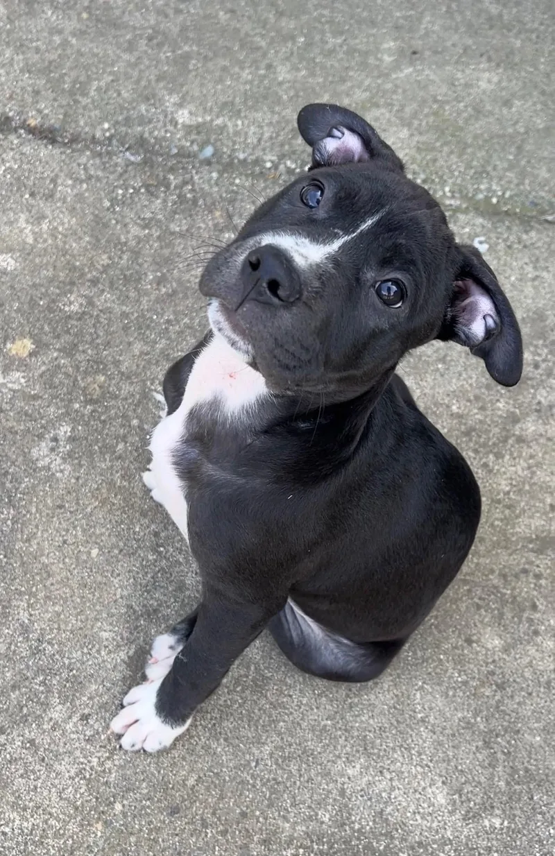 A baby medium-sized female Pit Bull Terrier dog named Annie for adoption in Lincoln, CA