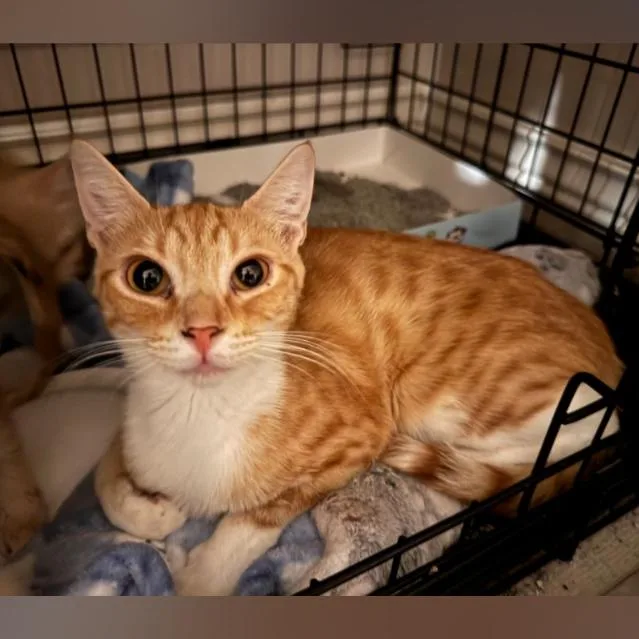 A young small-sized female Orange / Red Domestic Short Hair cat named Dolce for adoption in Layton, UT