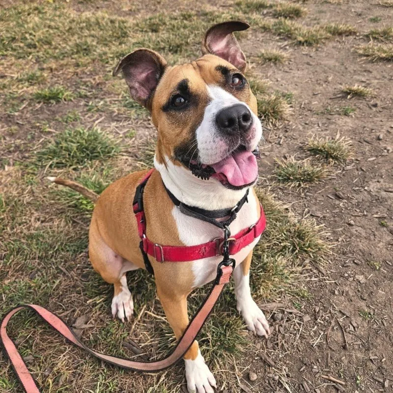 A senior large-sized female Pit Bull Terrier dog named Tinkerbell for adoption in Champaign, IL