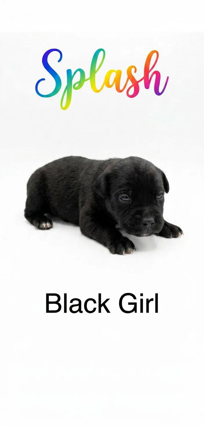 A young medium-sized female Mixed Breed dog named Splash  Nemo Litter for adoption in Holly Springs, NC