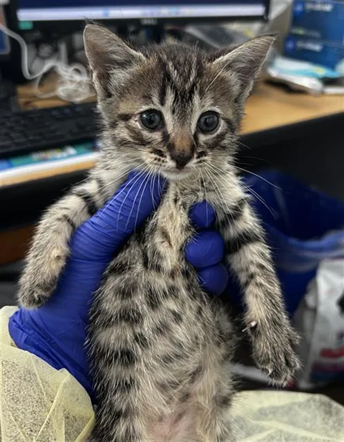A baby medium-sized female Domestic Medium Hair cat named Missy for adoption in Dallas, TX